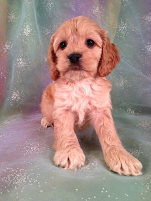 Male Cockapoo Puppy for sale #4 Born Sept. 14th, 2013|Cockapoo Breeders in Pennsylvania have a hard time matching the Quality of Cockapoos for sale at Purebredpups!